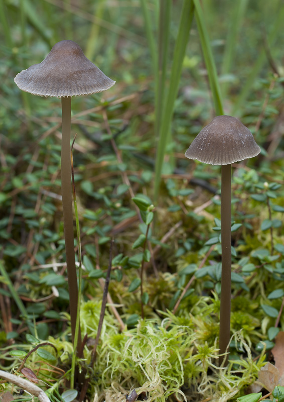 Mycena megaspora